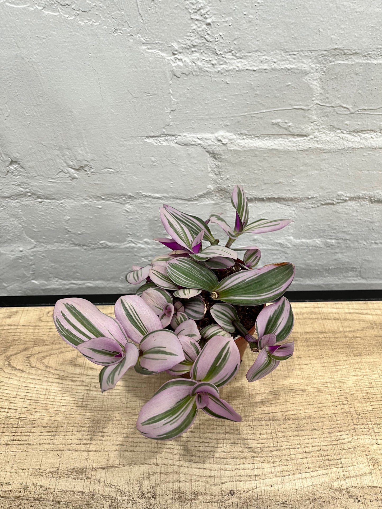 Tradescantia nanouk 'Spiderwort'