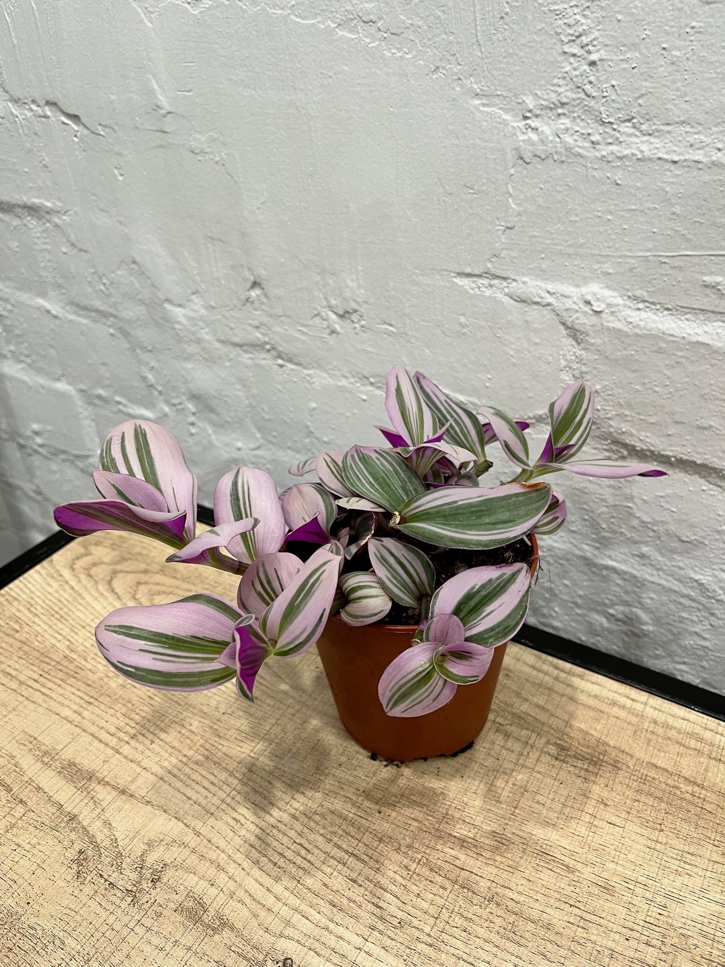 Tradescantia nanouk 'Spiderwort'