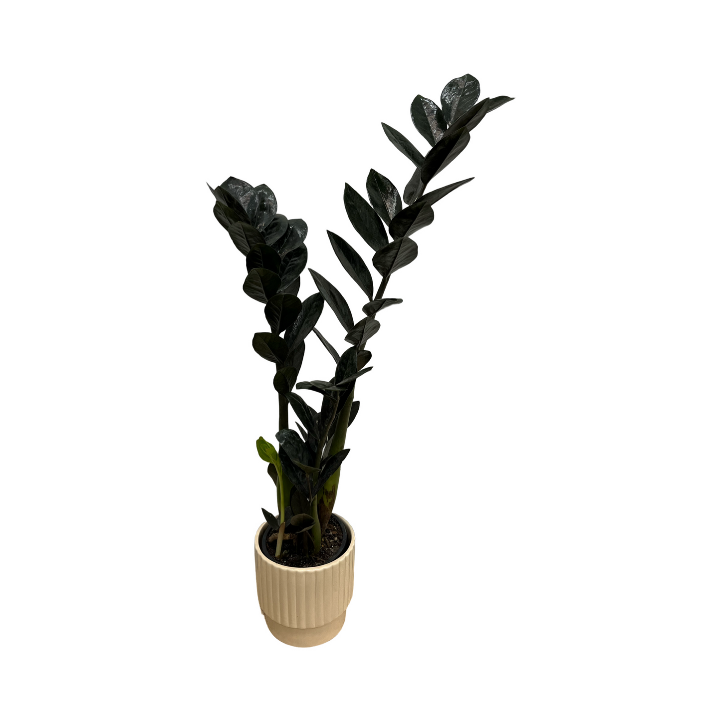 Zamioculcas zamiifolia 'Zanzibar Gem Raven' w/ Cement Pot 120mm
