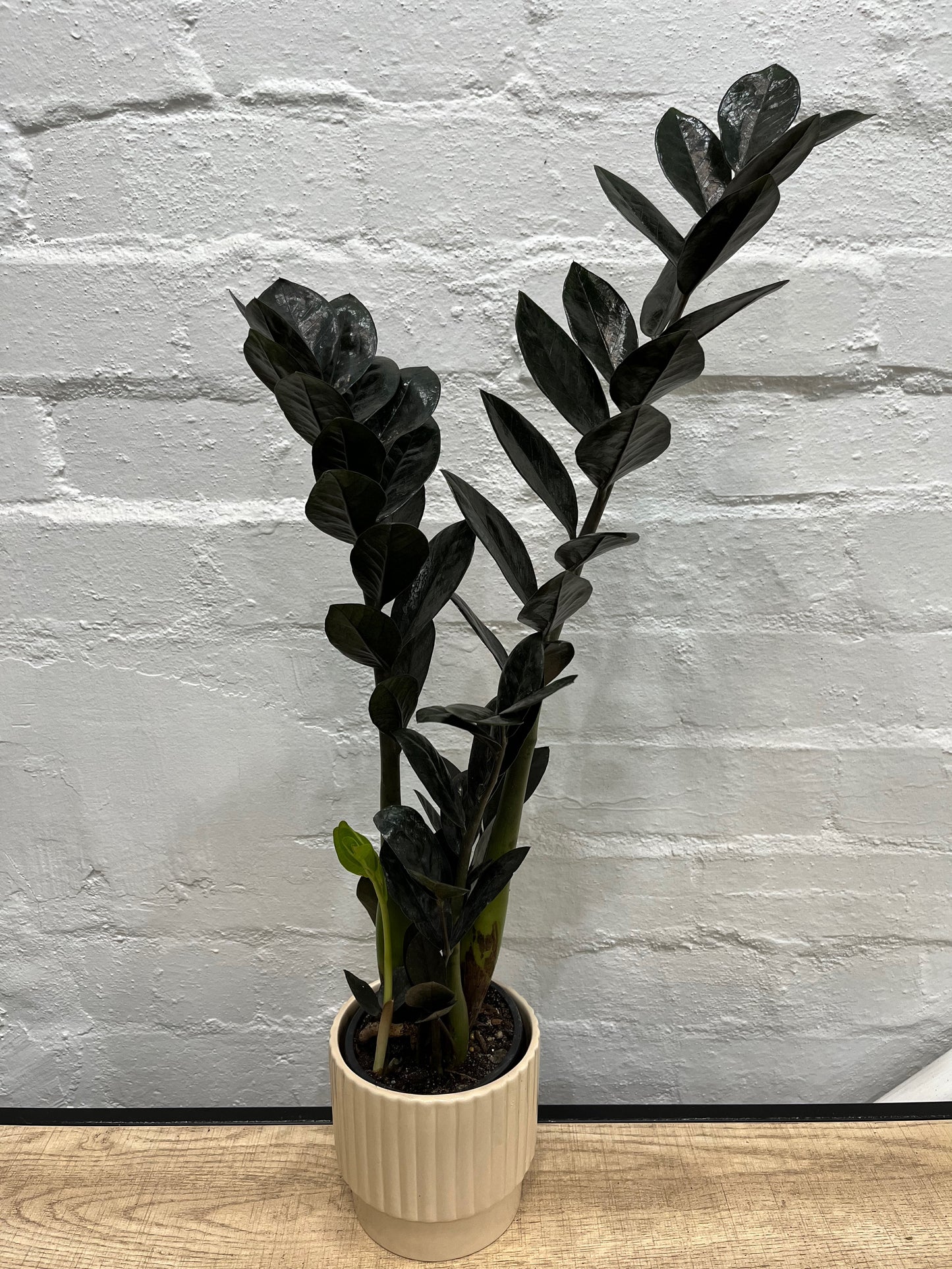 Zamioculcas zamiifolia 'Zanzibar Gem Raven' w/ Cement Pot 120mm