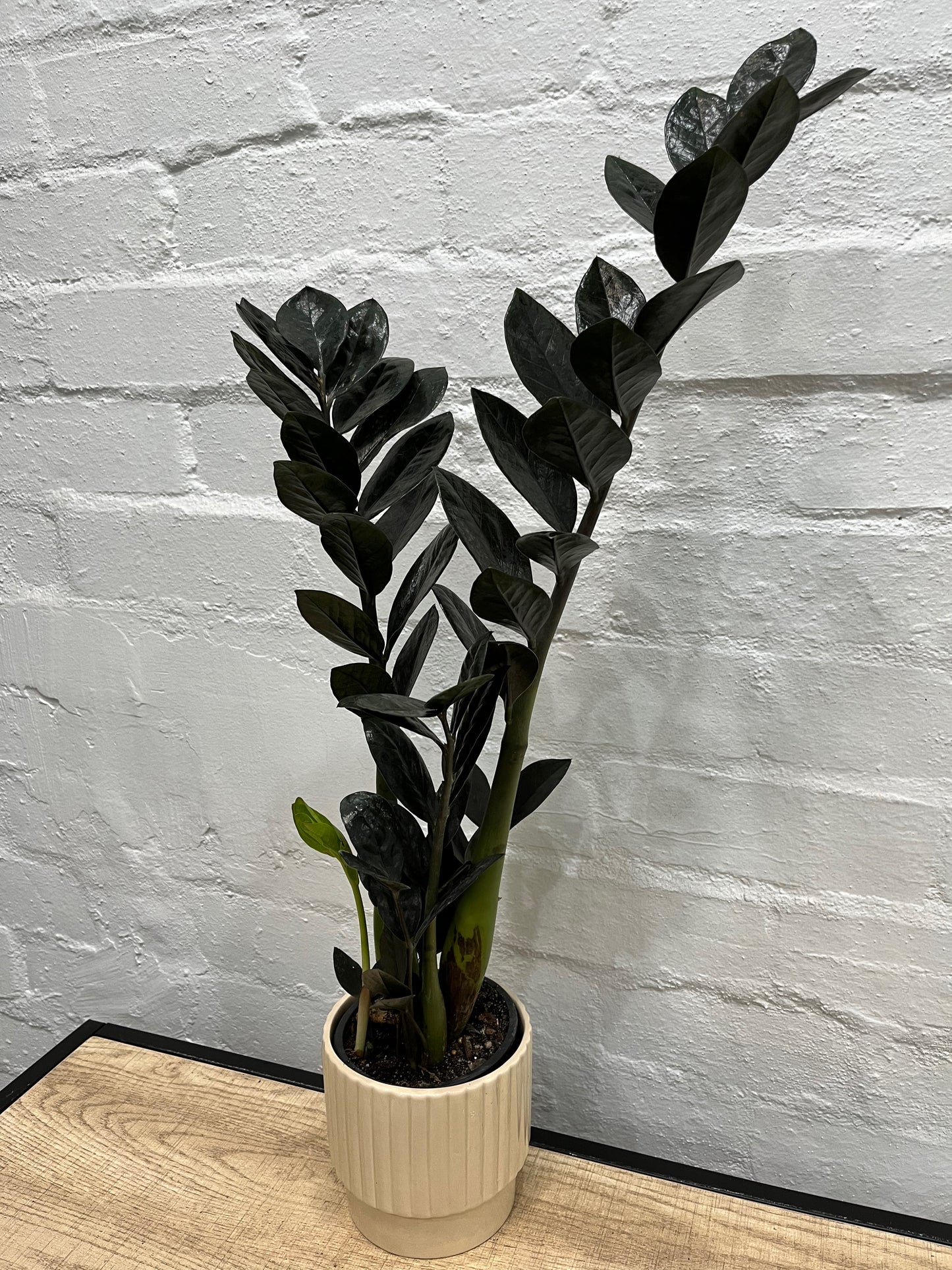 Zamioculcas zamiifolia 'Zanzibar Gem Raven' w/ Cement Pot 120mm