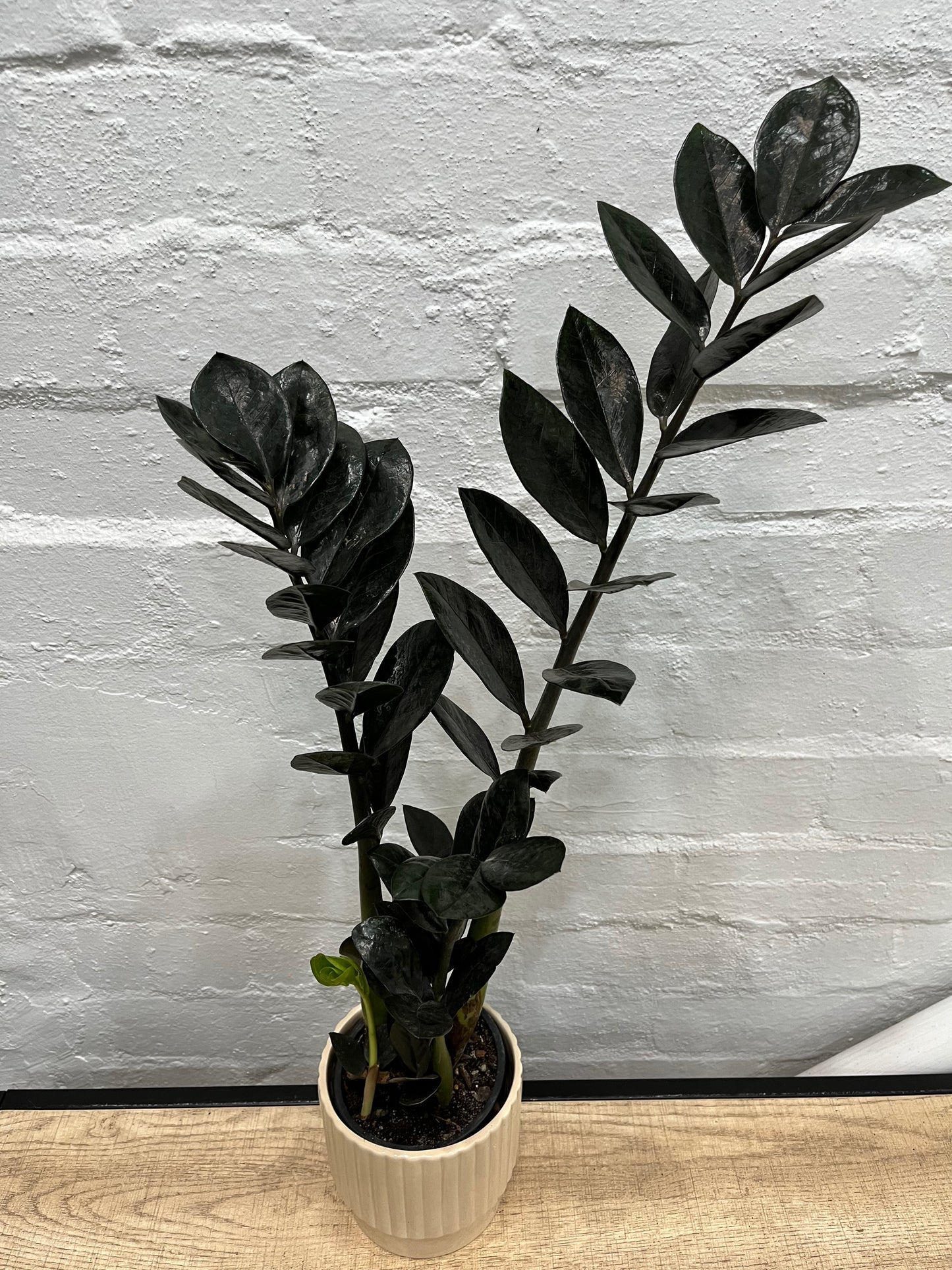 Zamioculcas zamiifolia 'Zanzibar Gem Raven' w/ Cement Pot 120mm