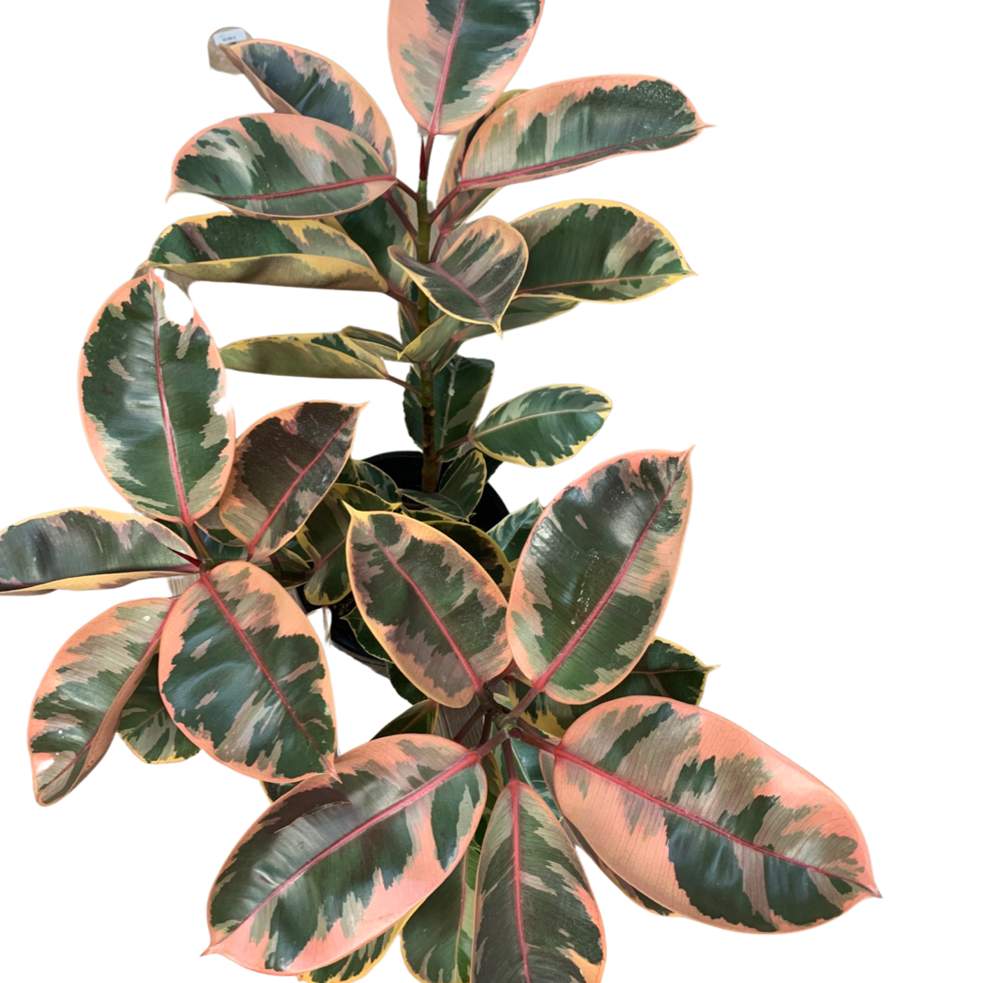Ficus Elastica Rubber Tree ‘Ruby’