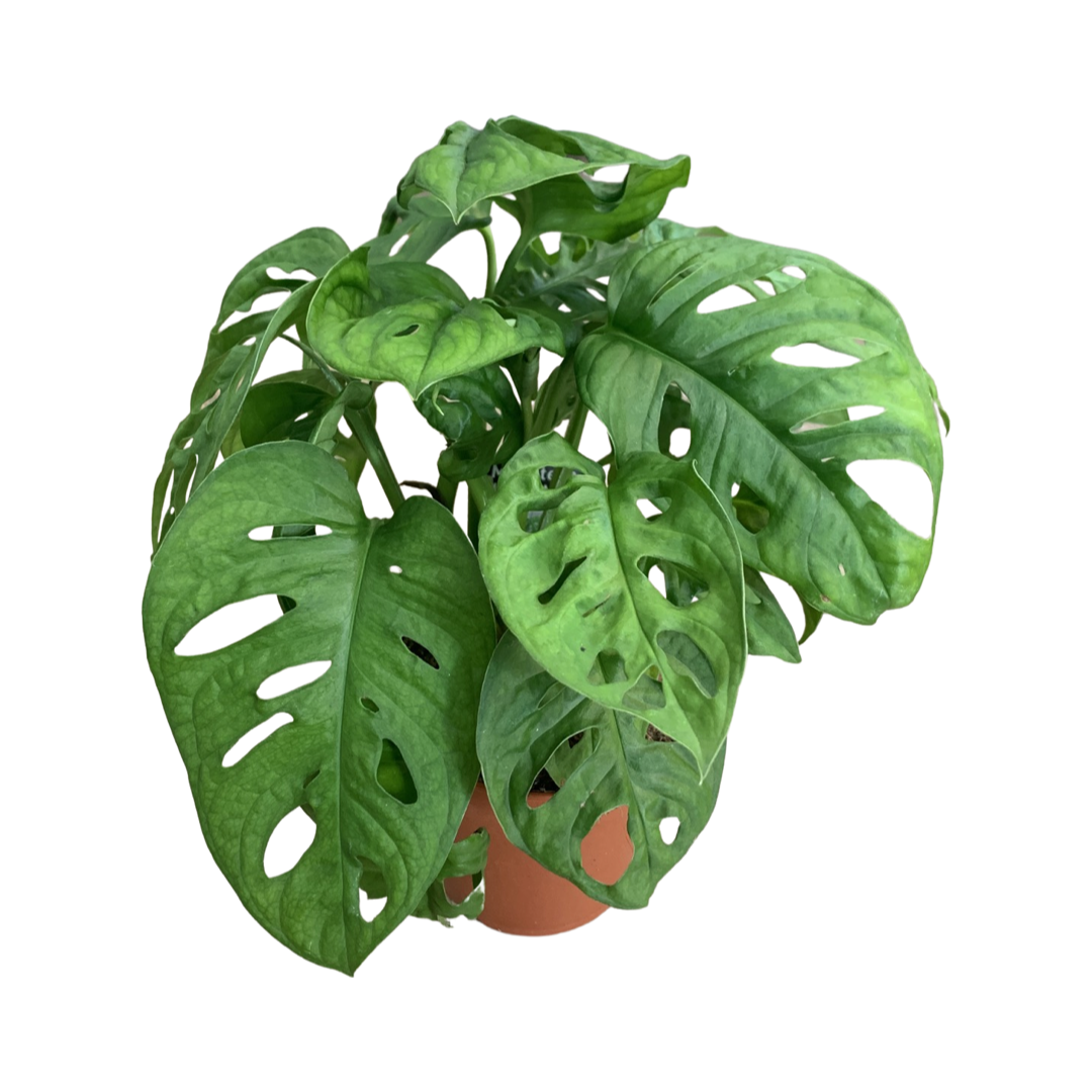 Monstera Adansonii 'Monkey Mask'