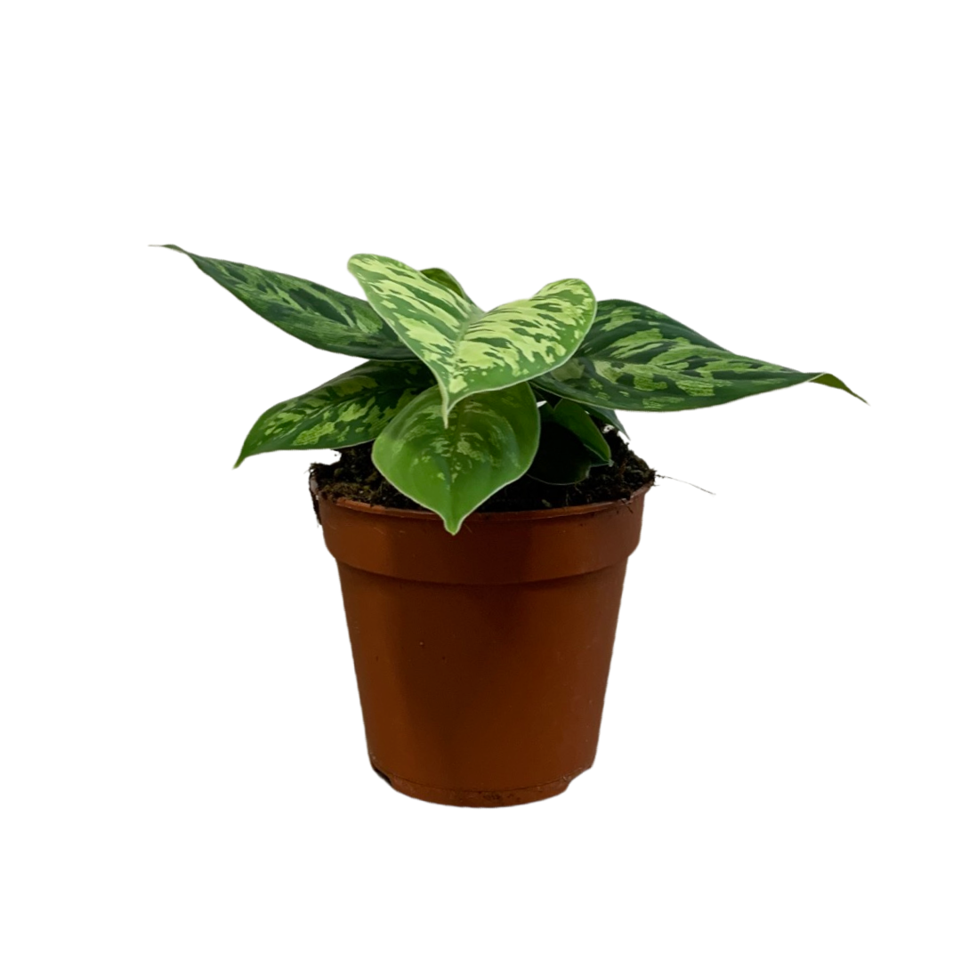 Homalomena Wallisii Camouflage