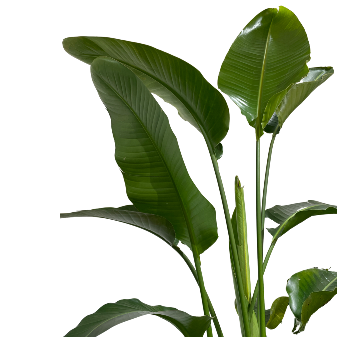 Assorted Strelitzia Nicolai - Bird of Paradise