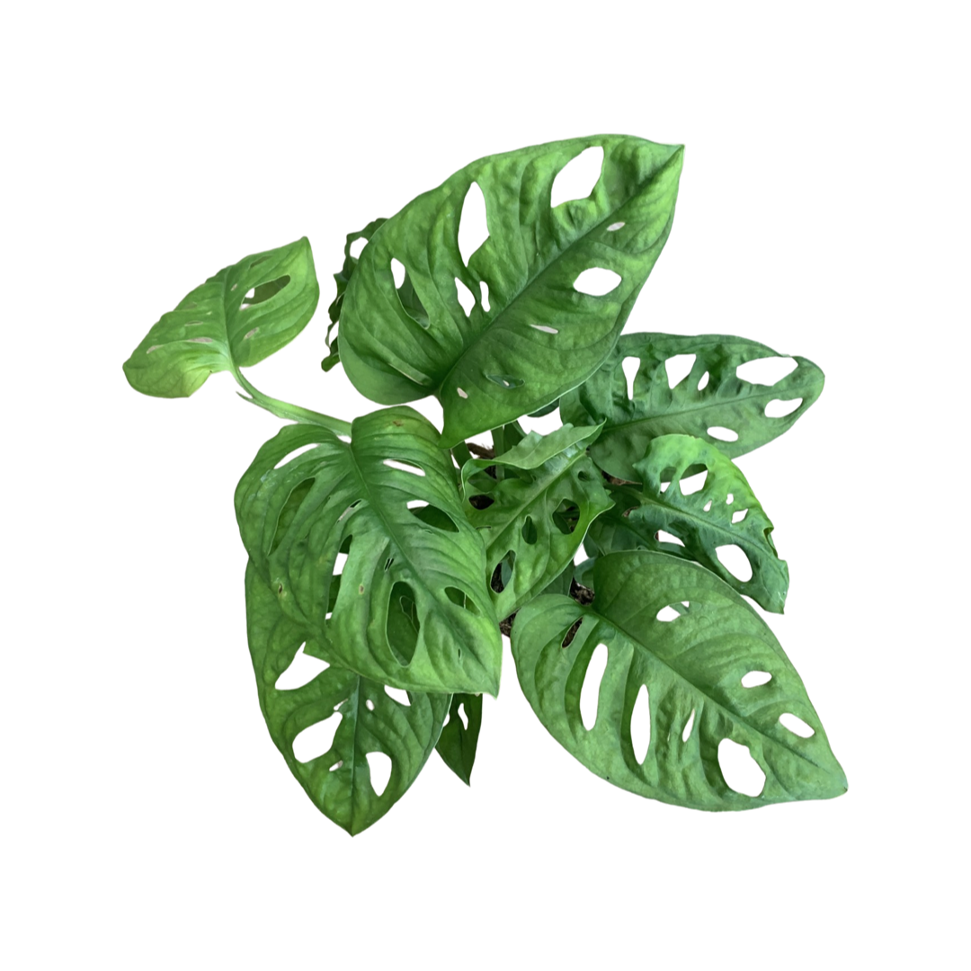 Monstera Adansonii 'Monkey Mask'