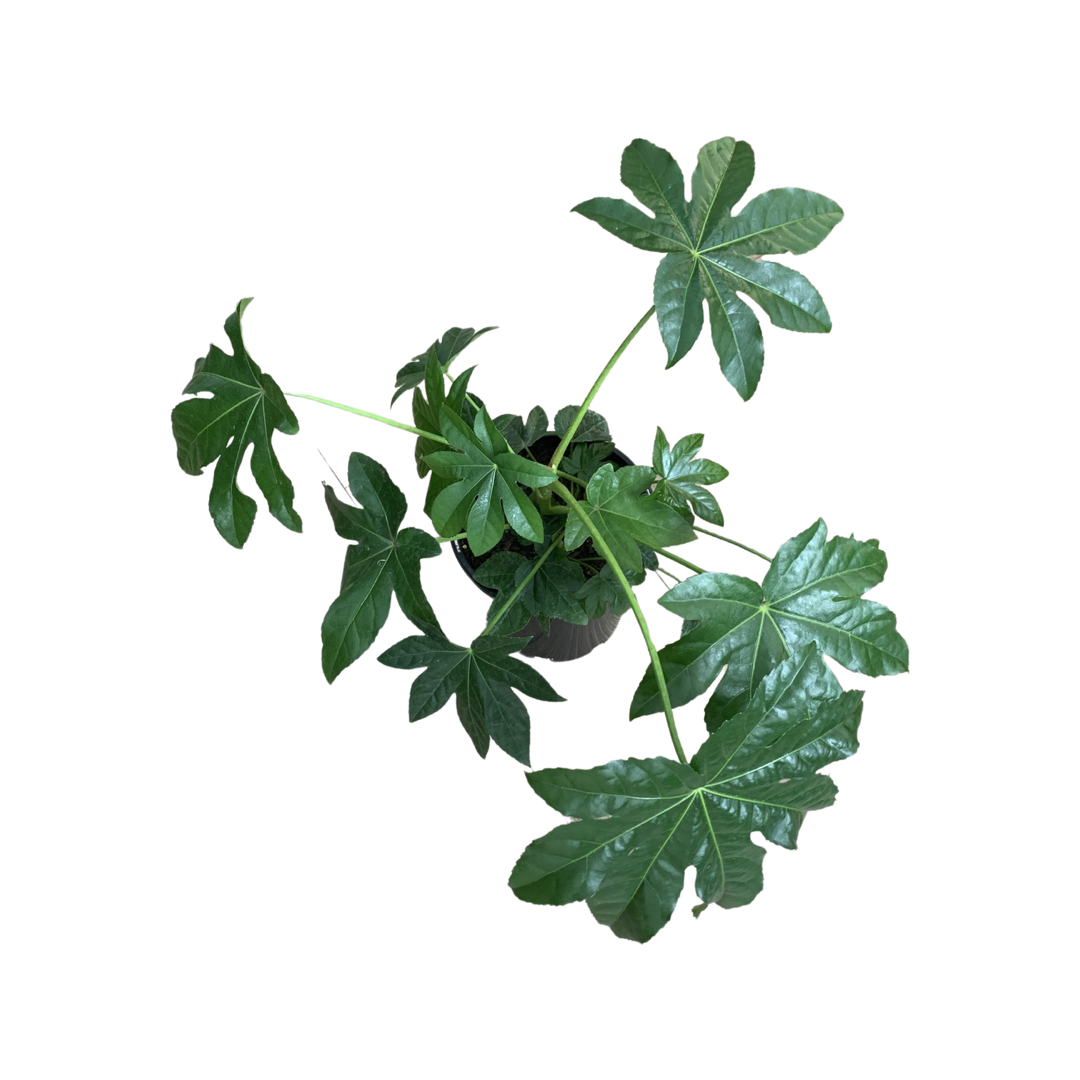 Fatsia japonica 'Japanese Aralia'