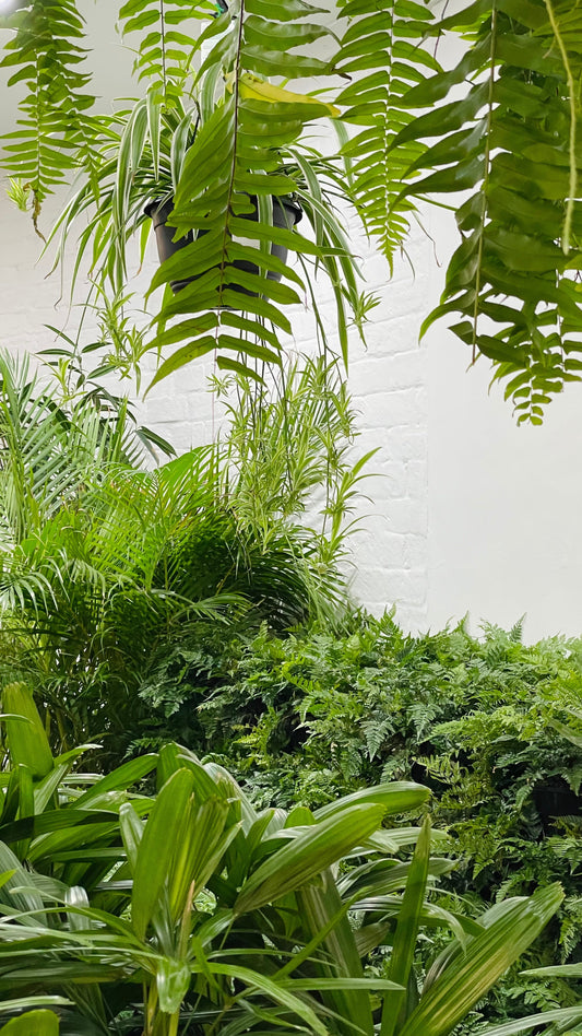 🌿 We’re Moving to North Geelong — and Bringing the Vibes With Us!