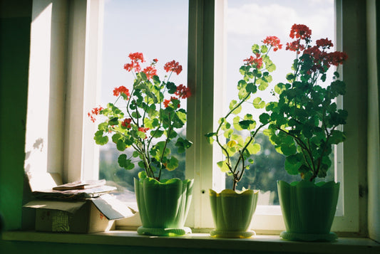 The 5 best places to keep plants in your home
