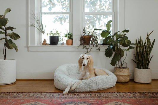 9 Houseplants That Are Dangerous For Your Dog