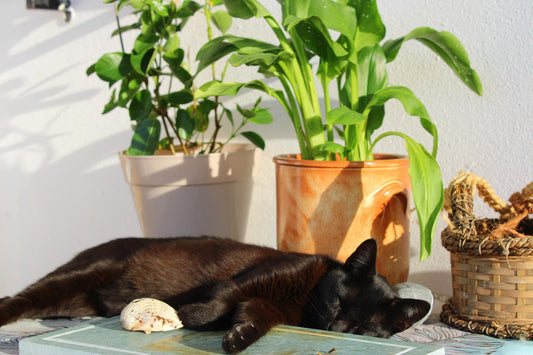 10 Cat-Friendly Plants For Your Home