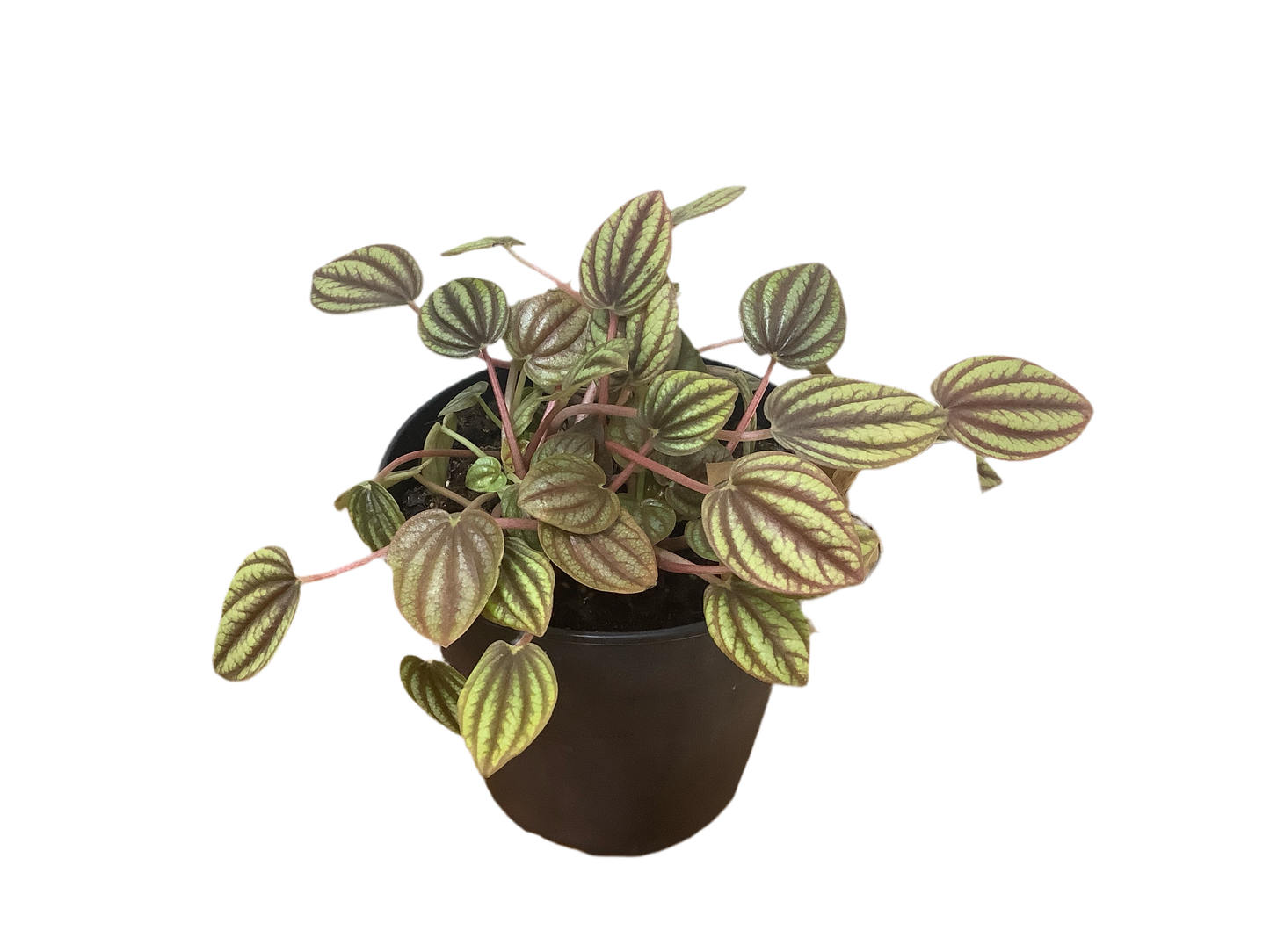 Peperomia Albovittata ‘Piccolo Banda’