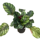 Calathea Fasciata