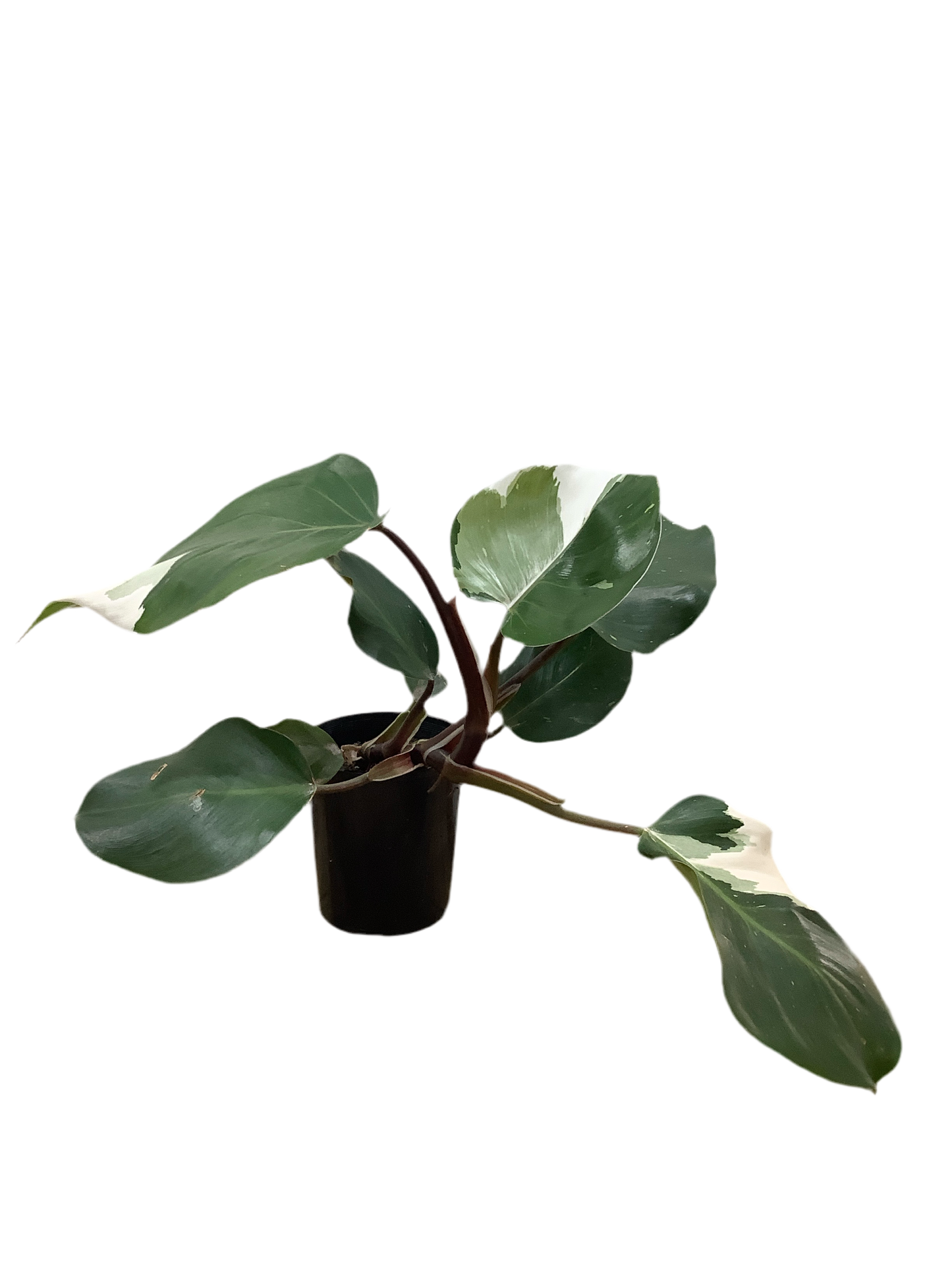 Philodendron ‘White Princess’