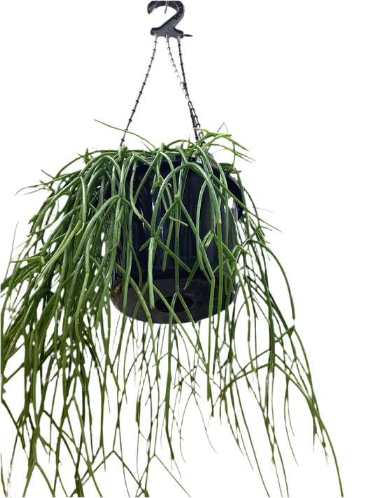 Rhipsalis Mix