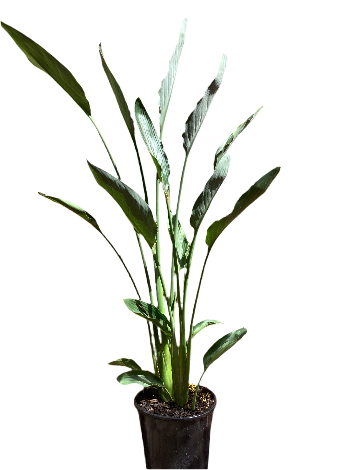 Strelitzia Reginae Dwarf - Bird of Paradise