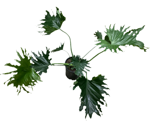 Philodendron Selloum ‘Hope’