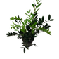 Zamioculcas Zamiifolia 'Zanzibar Gem Raven'