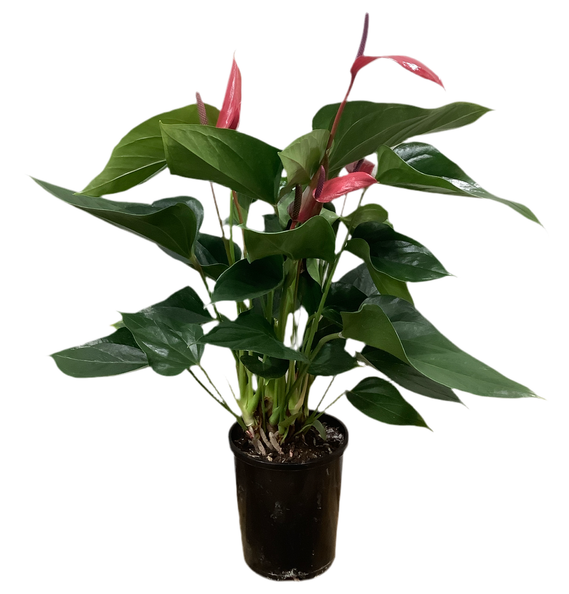 anthurium red beauty Anthurium 'Red Beauty' – Plant.addicts.anonymous