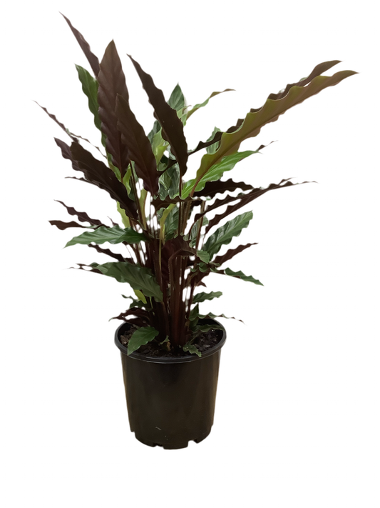 Calathea Rufibarba