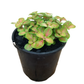 Assorted Fittonia Nerve Plant