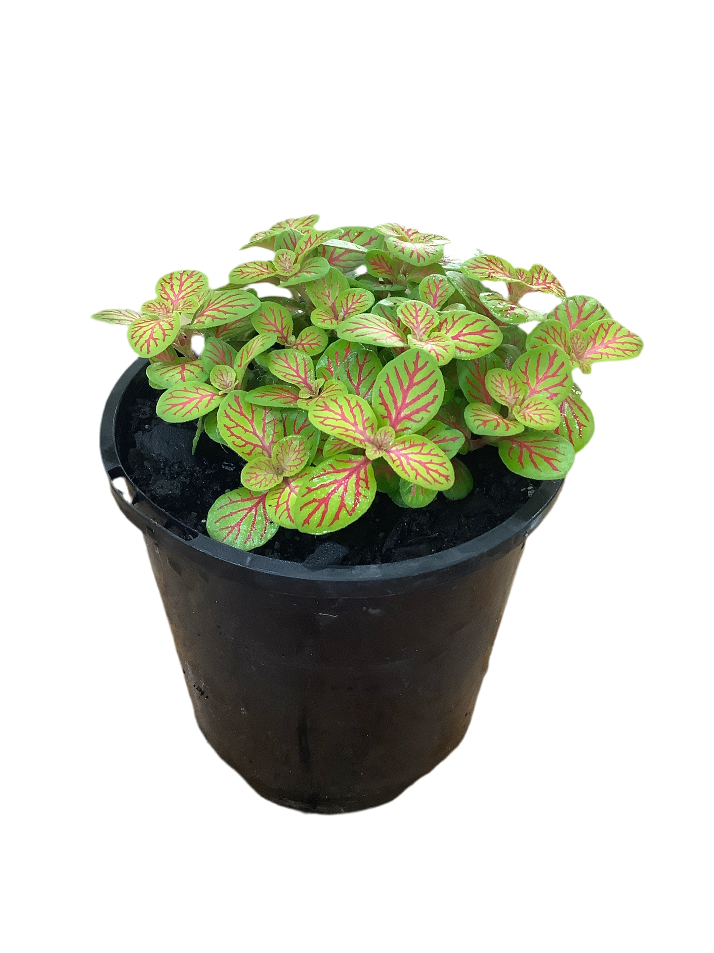 Assorted Fittonia Nerve Plant