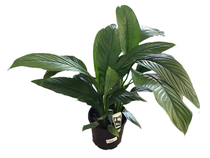 Spathiphyllum Peace Lily Giant Sensation/Blue Moon