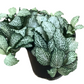 Assorted Fittonia Nerve Plant