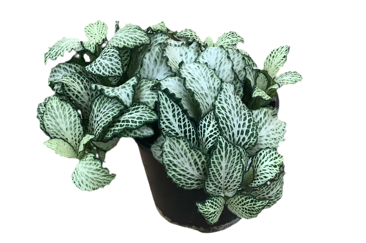 Assorted Fittonia Nerve Plant