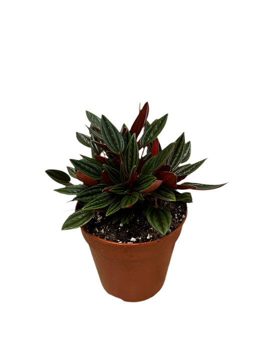 Peperomia Caperata ‘Rosso’