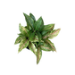 Assorted Aglaonema
