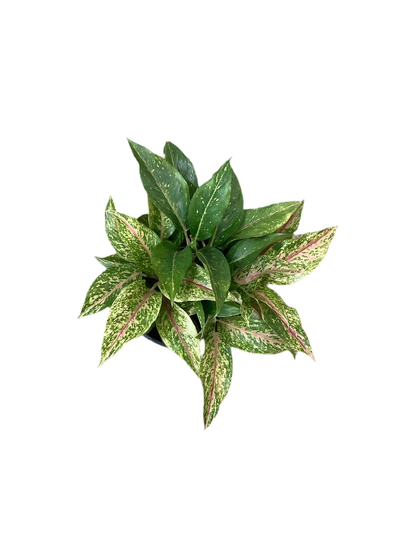 Assorted Aglaonema
