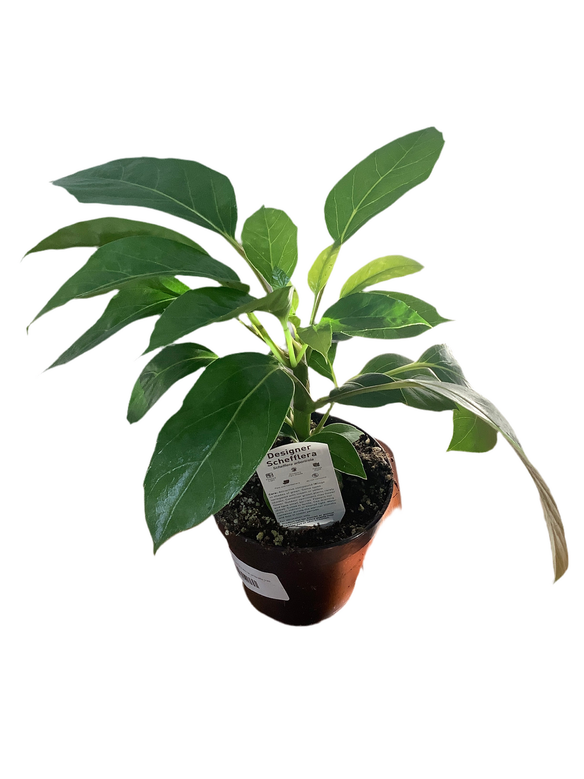 Schefflera actinophylla ‘Alpine Umbrella’ – Plant.addicts.anonymous