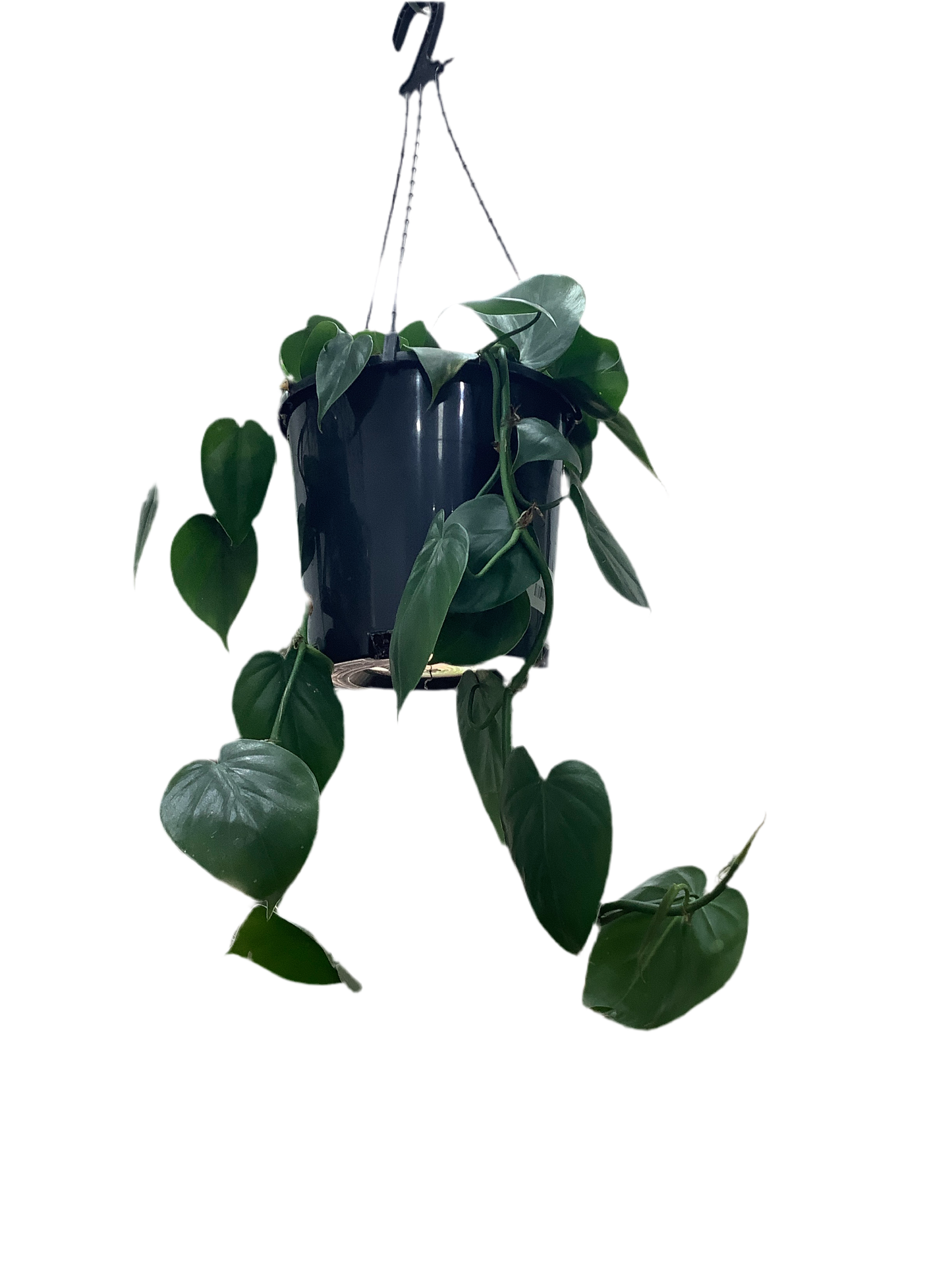 Philodendron Cordatum ‘Heart Leaf’