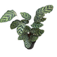 Calathea Makoyana