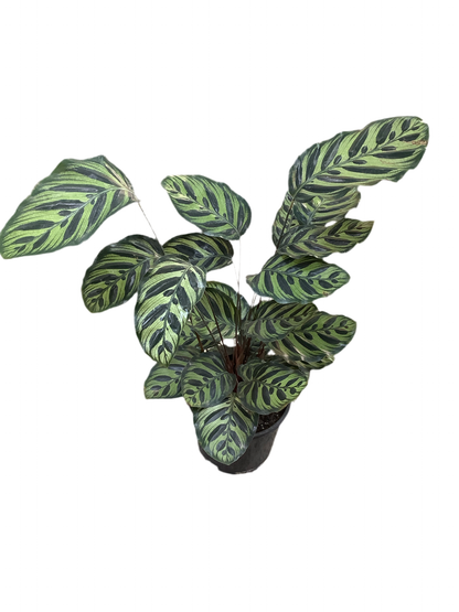 Calathea Makoyana