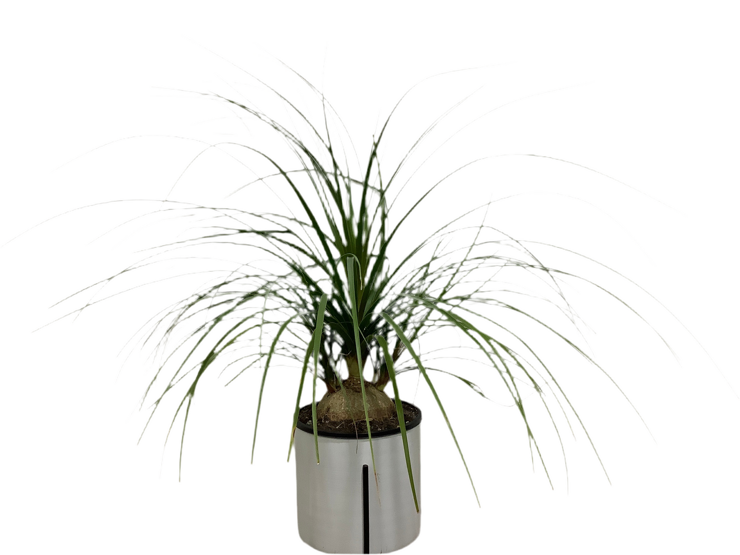 Ponytail Palm