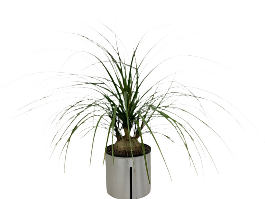 Ponytail Palm