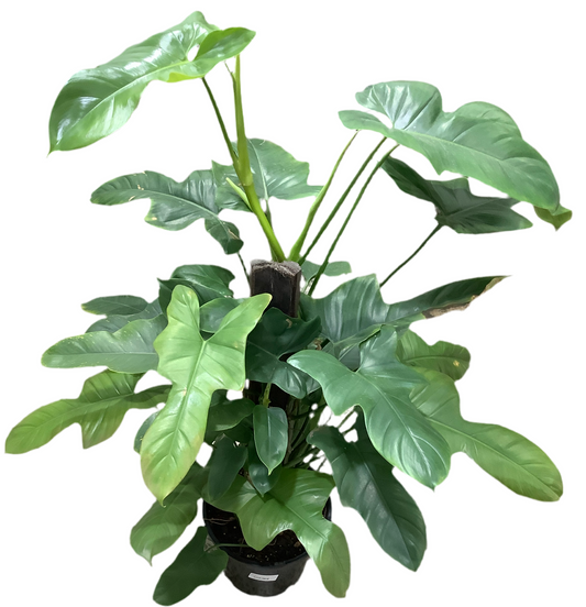 Philodendron Panduriforme ‘Wolfs Head’