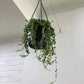 Senecio rowleyanus String of pearls