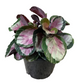 Calathea Roseopicta