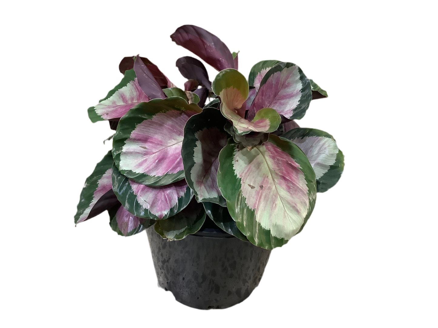 Calathea Roseopicta