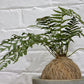 KOKEDAMA MAKING Workshop - Sunday 16th June 2024