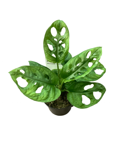 Monstera Adansonii 'Monkey Mask'
