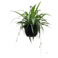 Chlorophytum Comosum Spider Plant
