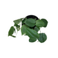 Philodendron Cordatum ‘Heart Leaf’