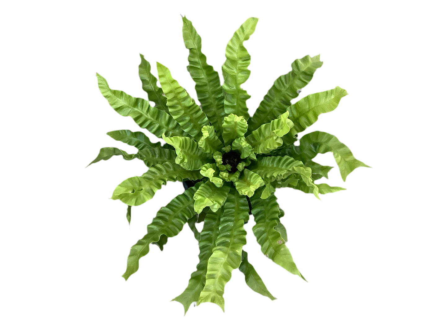 Asplenium Birds Nest Flame