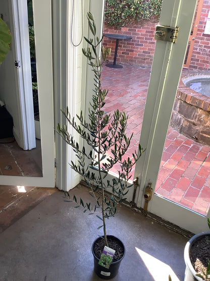 Olea europaea Olive Tree