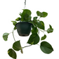 Epipremnum Aureum - Devils Ivy